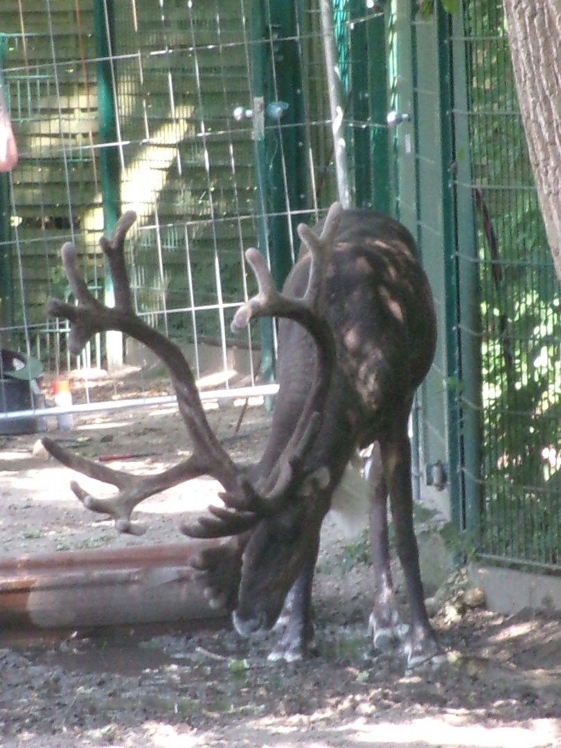Eurasian forest reindeer