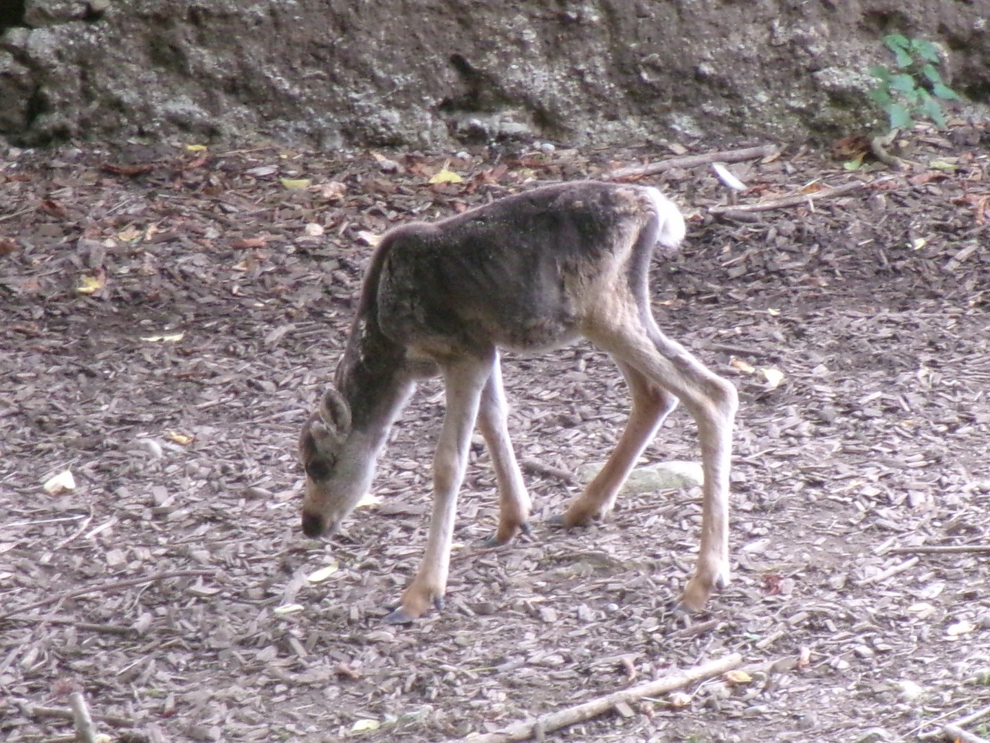 Eurasian forest reindeer