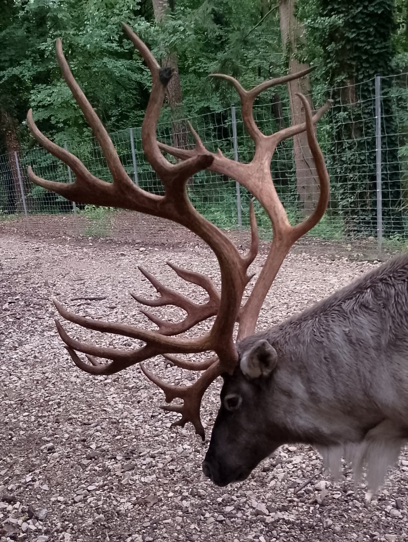 Eurasian forest reindeer