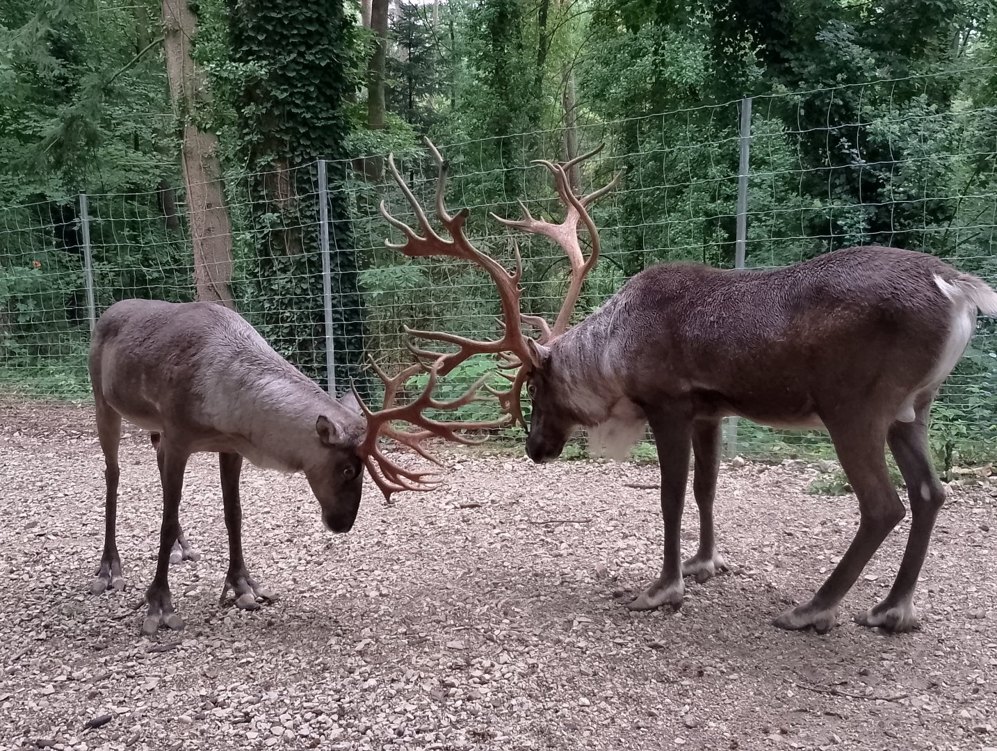 Eurasian forest reindeer