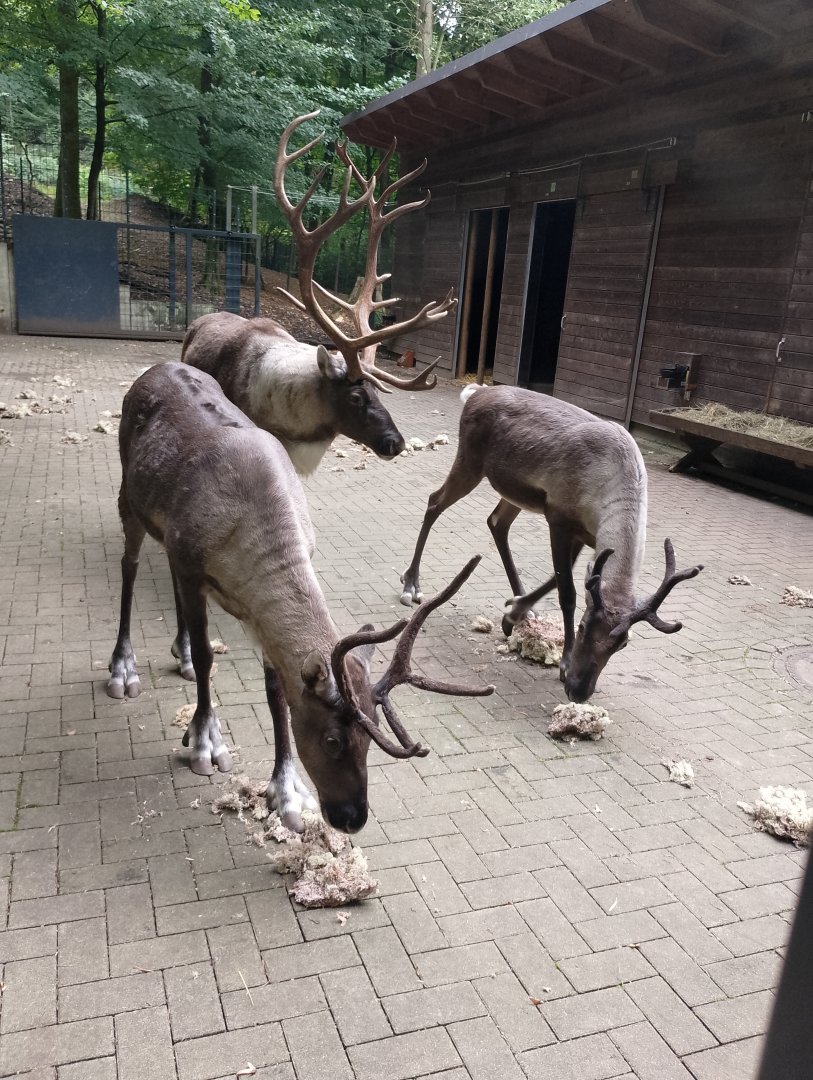 Eurasian forest reindeer