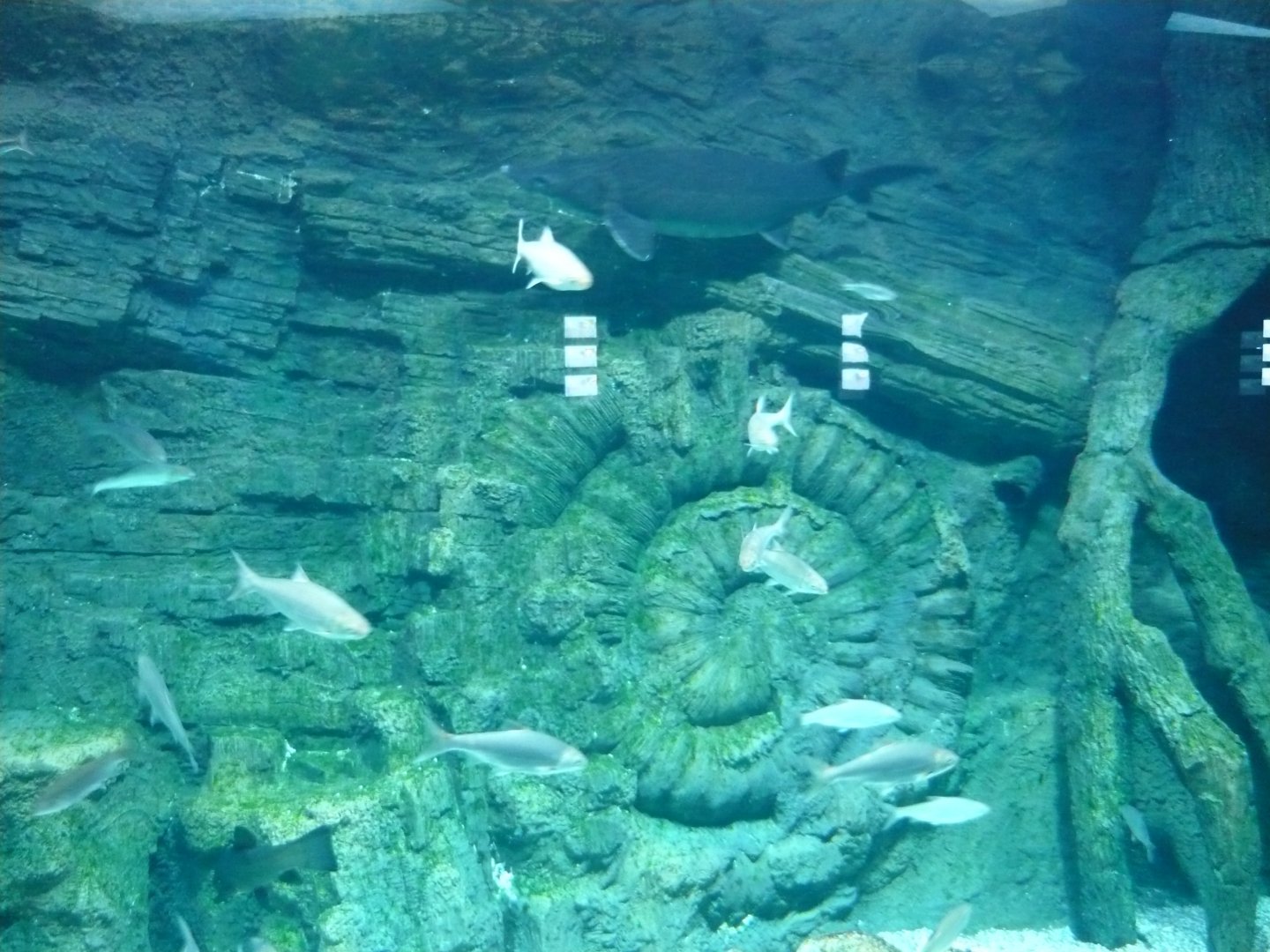 Eurasian freshwater fishes