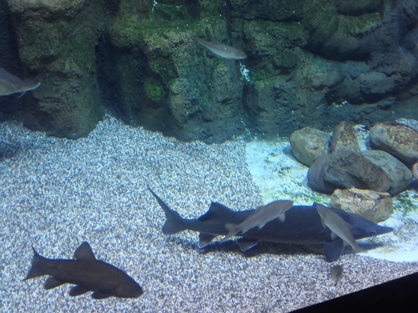 Eurasian freshwater fishes