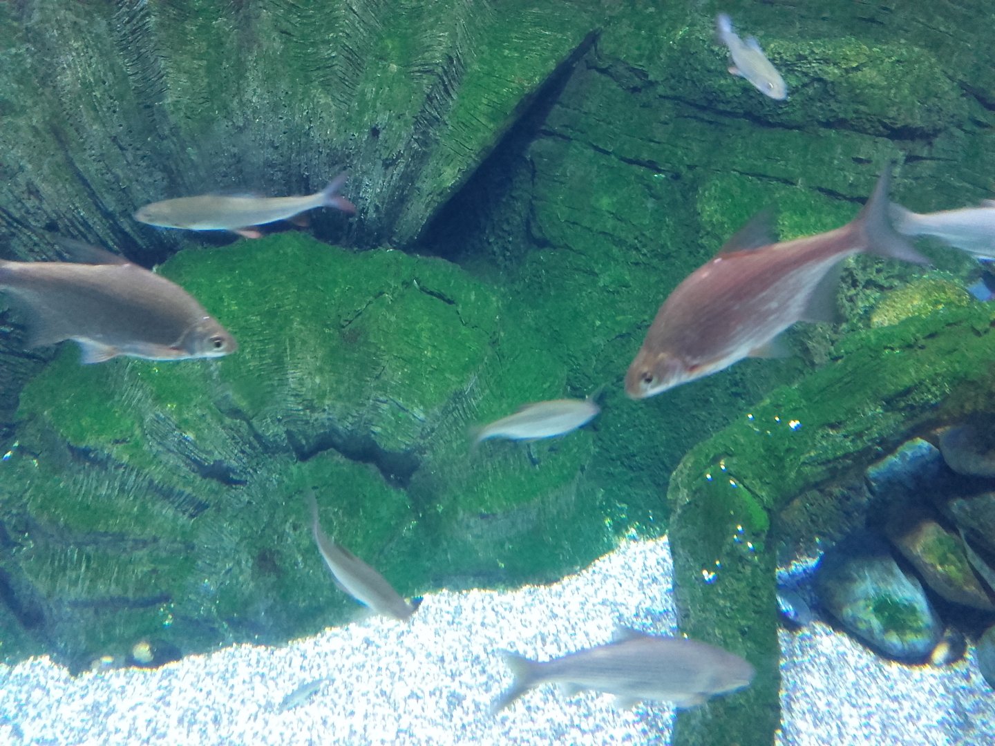 Eurasian freshwater fishes