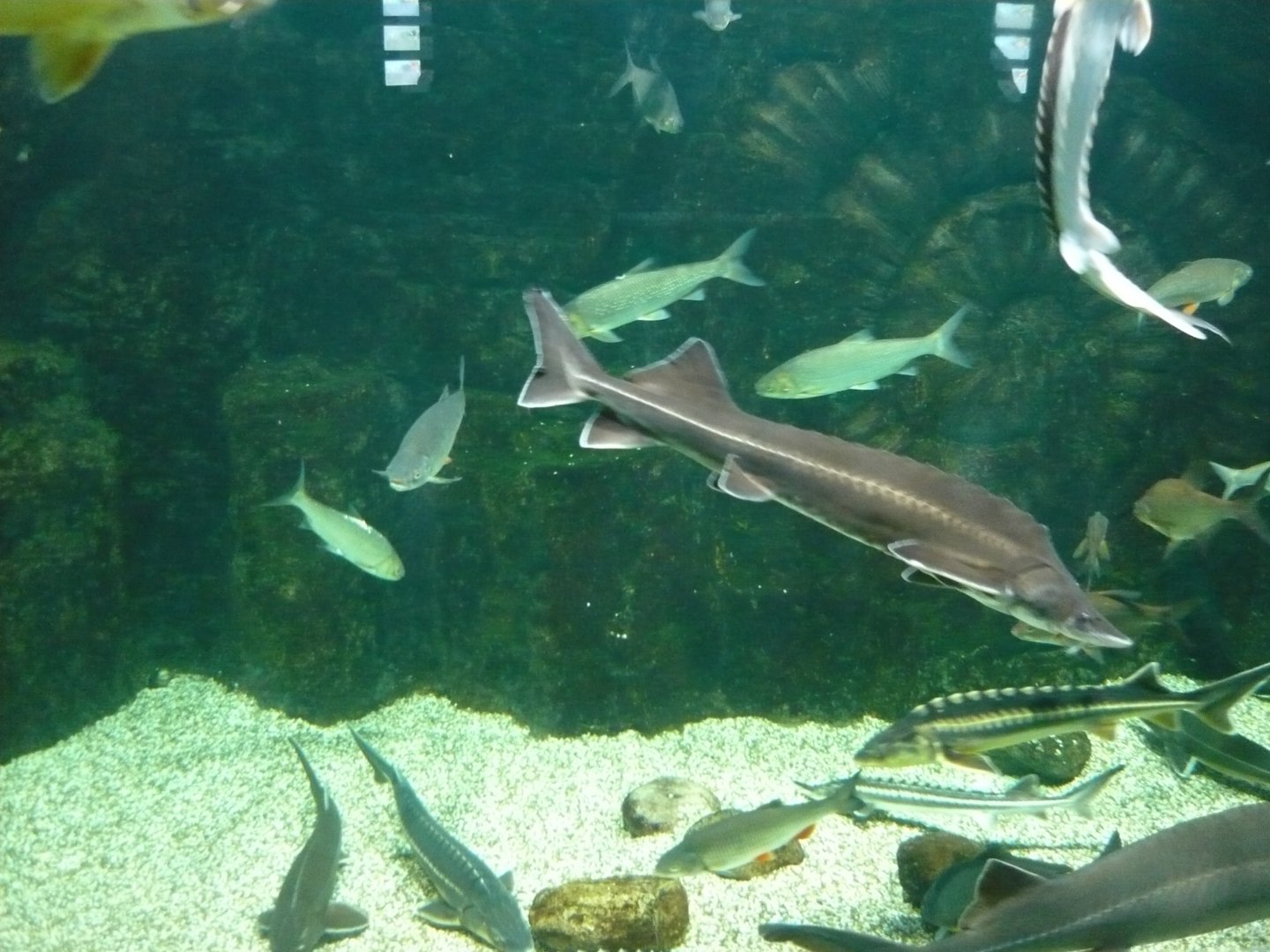 Eurasian freshwater fishes