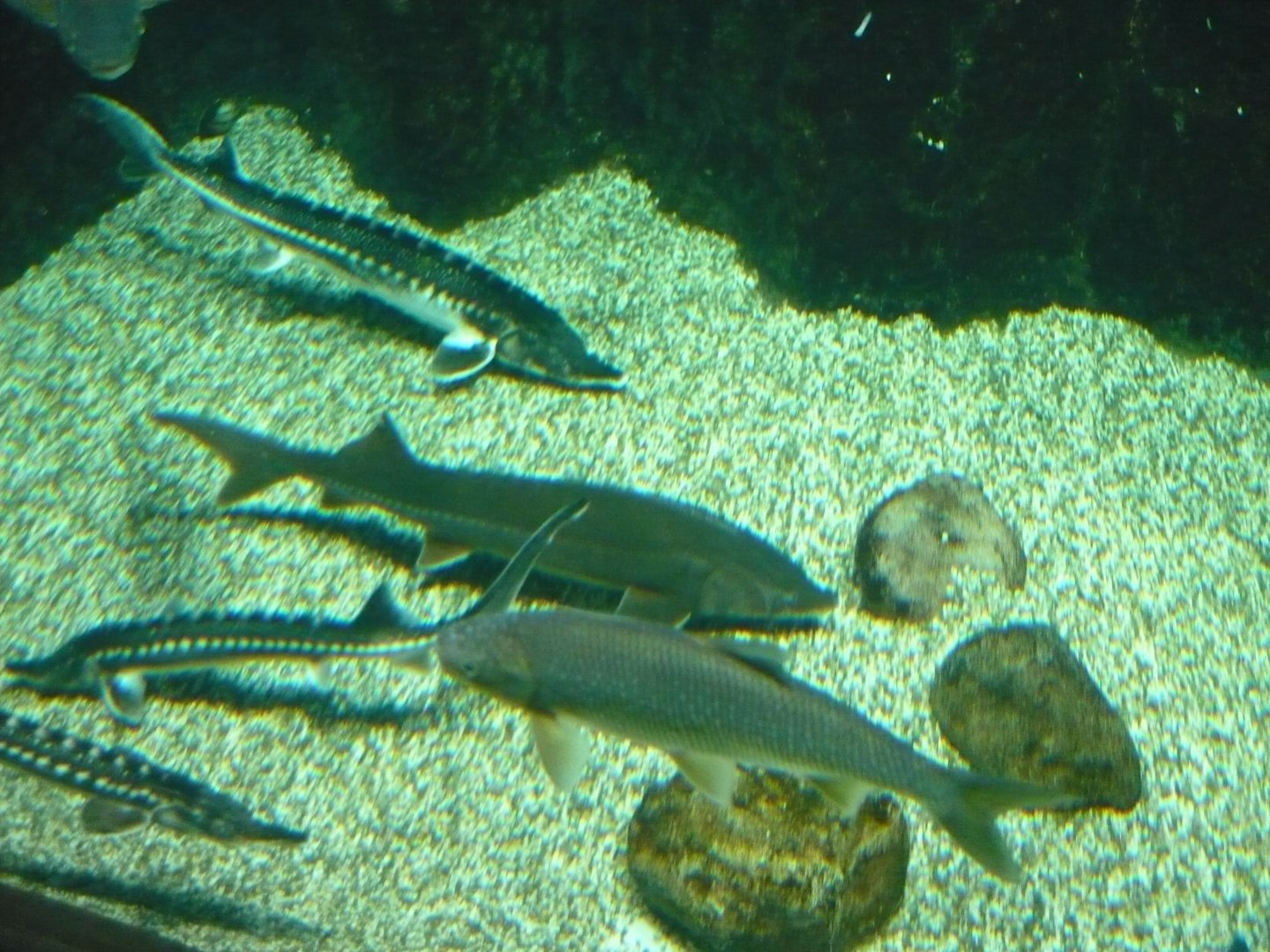 Eurasian freshwater fishes