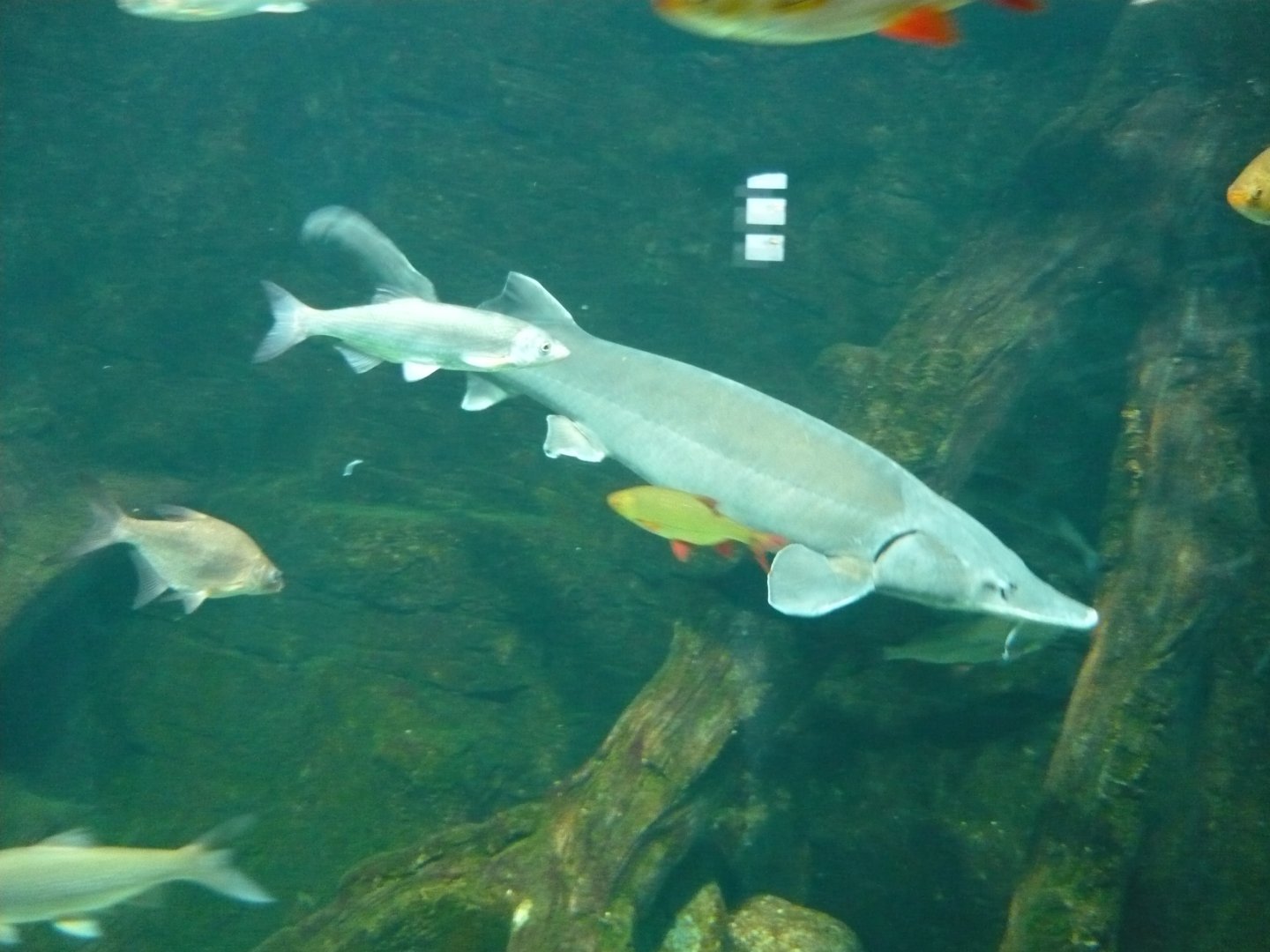 Eurasian freshwater fishes