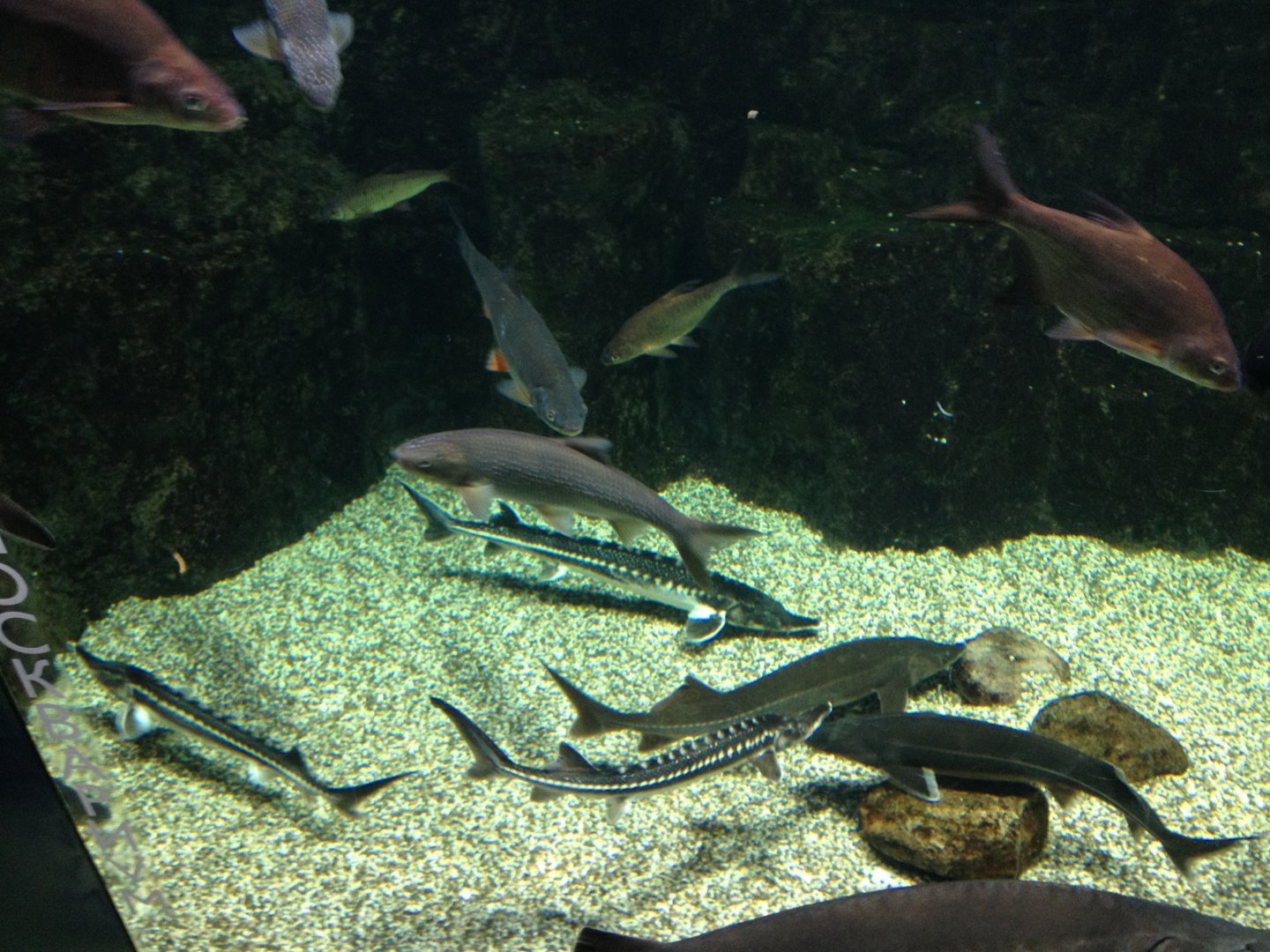 Eurasian freshwater fishes