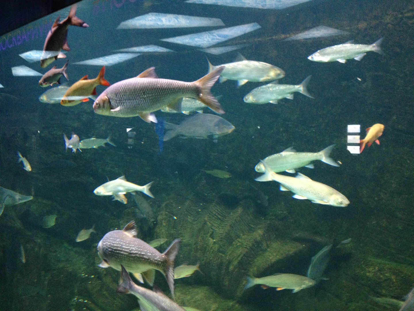 Eurasian freshwater fishes