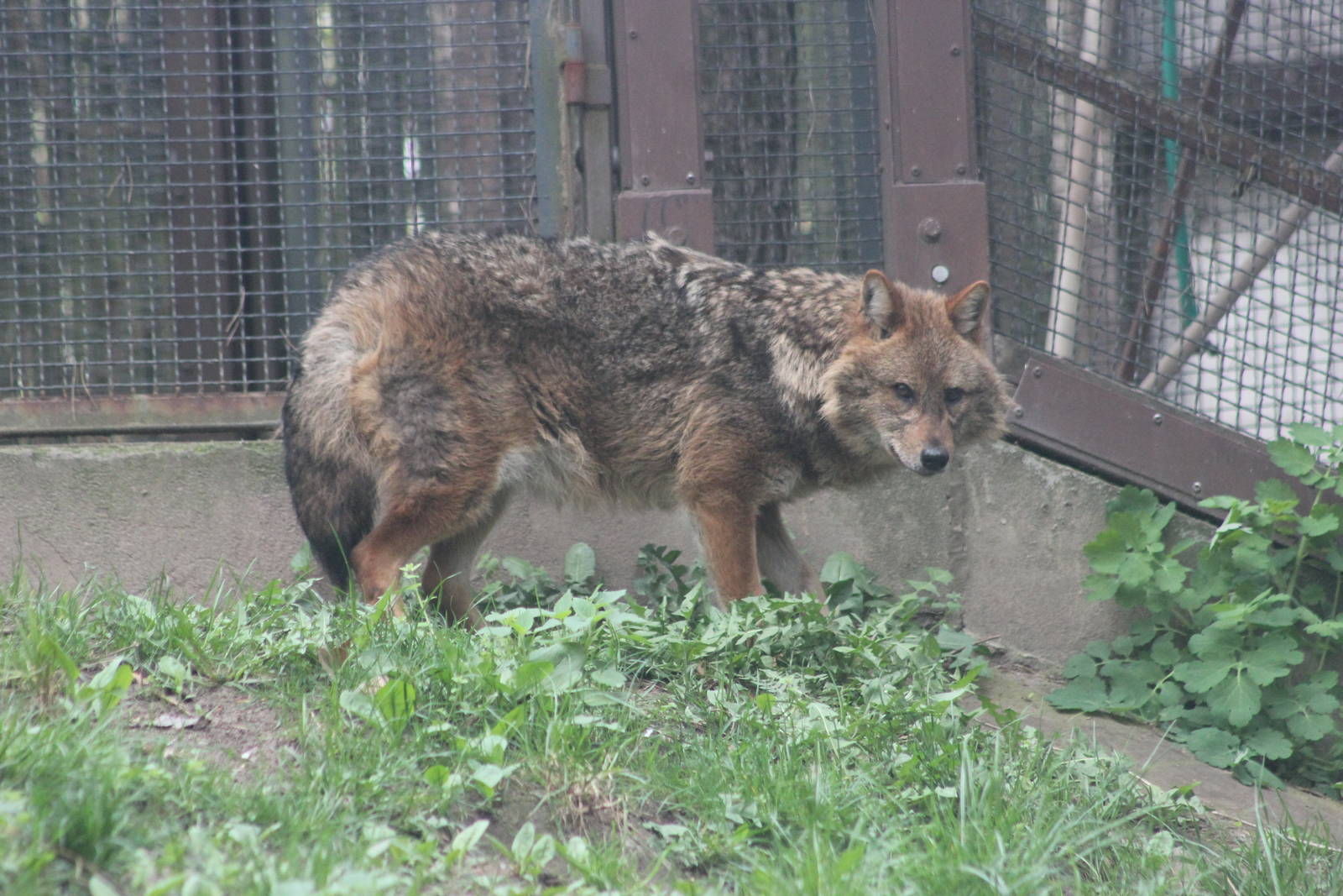 Eurasian golden jackal