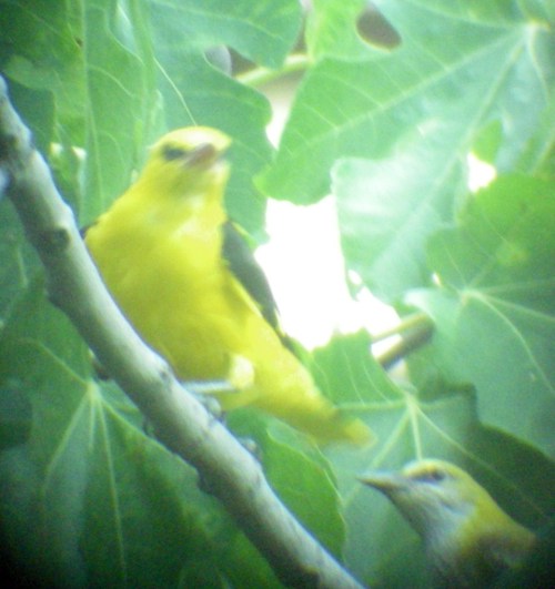Eurasian Golden Oriole (Oriolus oriolus)