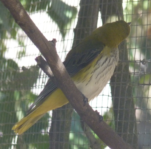 Eurasian golden oriole (Oriolus oriolus)