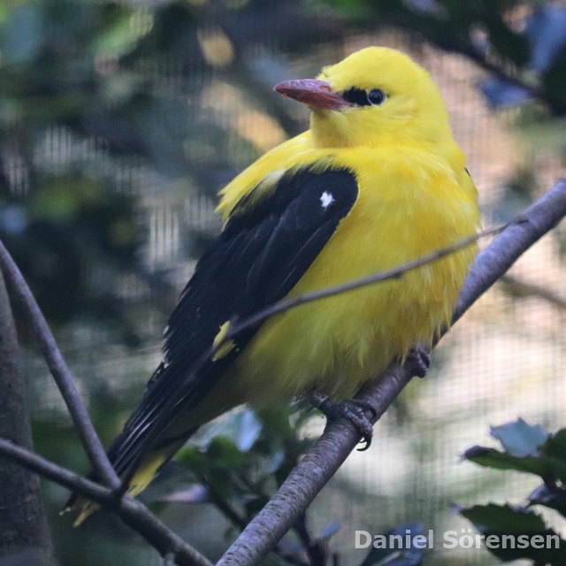 Eurasian golden oriole (Oriolus oriolus)