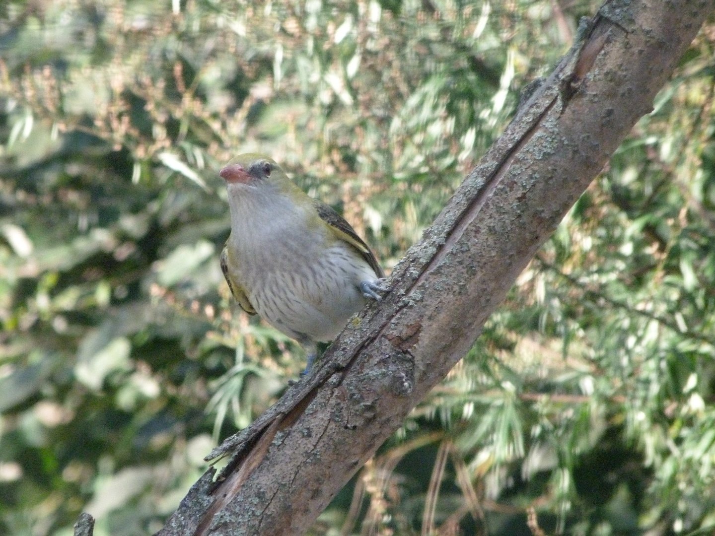 Eurasian golden oriole -Zoo Plzeň (2025)