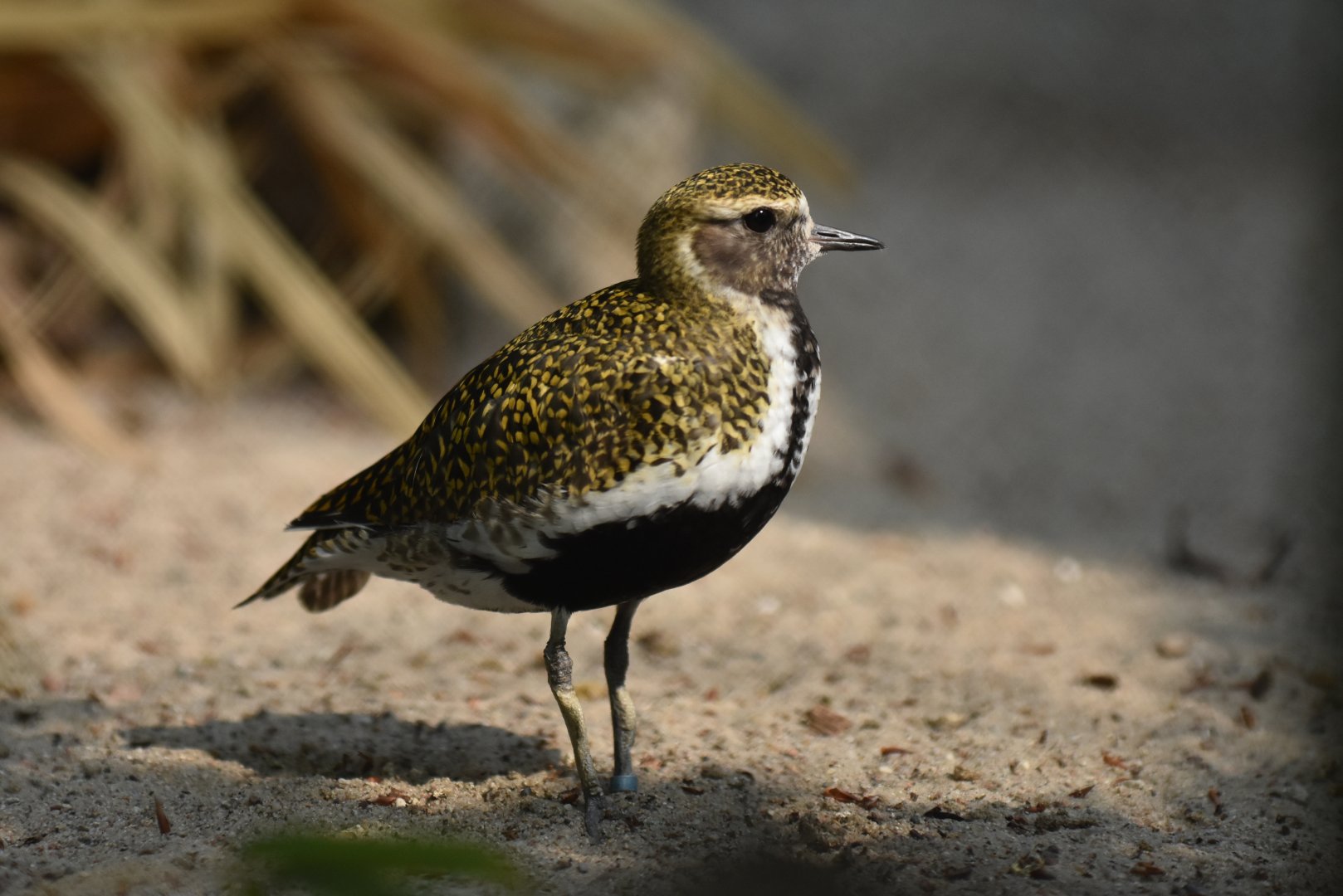 Eurasian golden plover (Pluvialis apricaria)