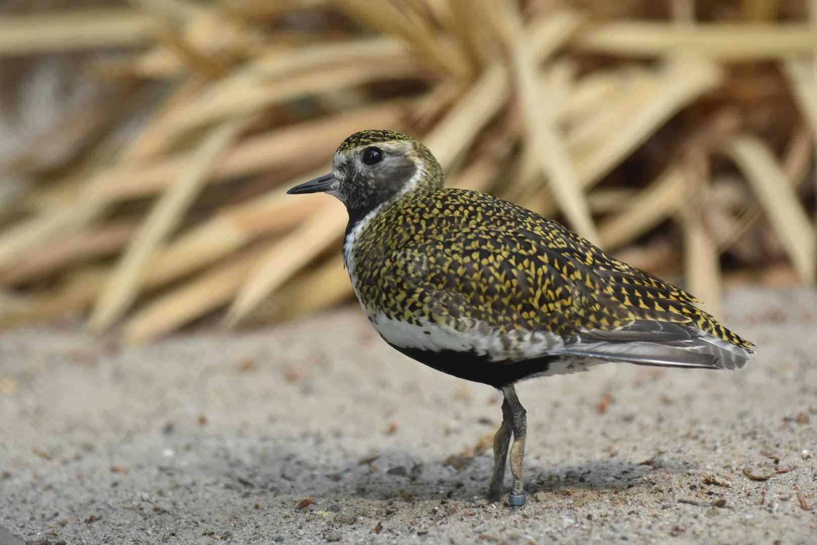 Eurasian golden plover (Pluvialis apricaria)