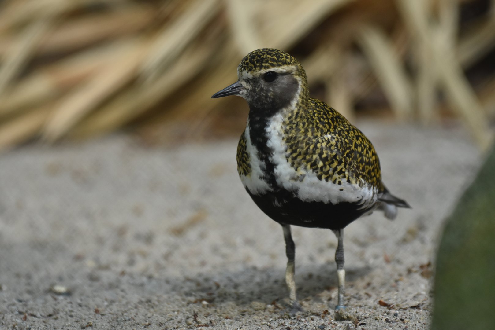 Eurasian golden plover (Pluvialis apricaria)