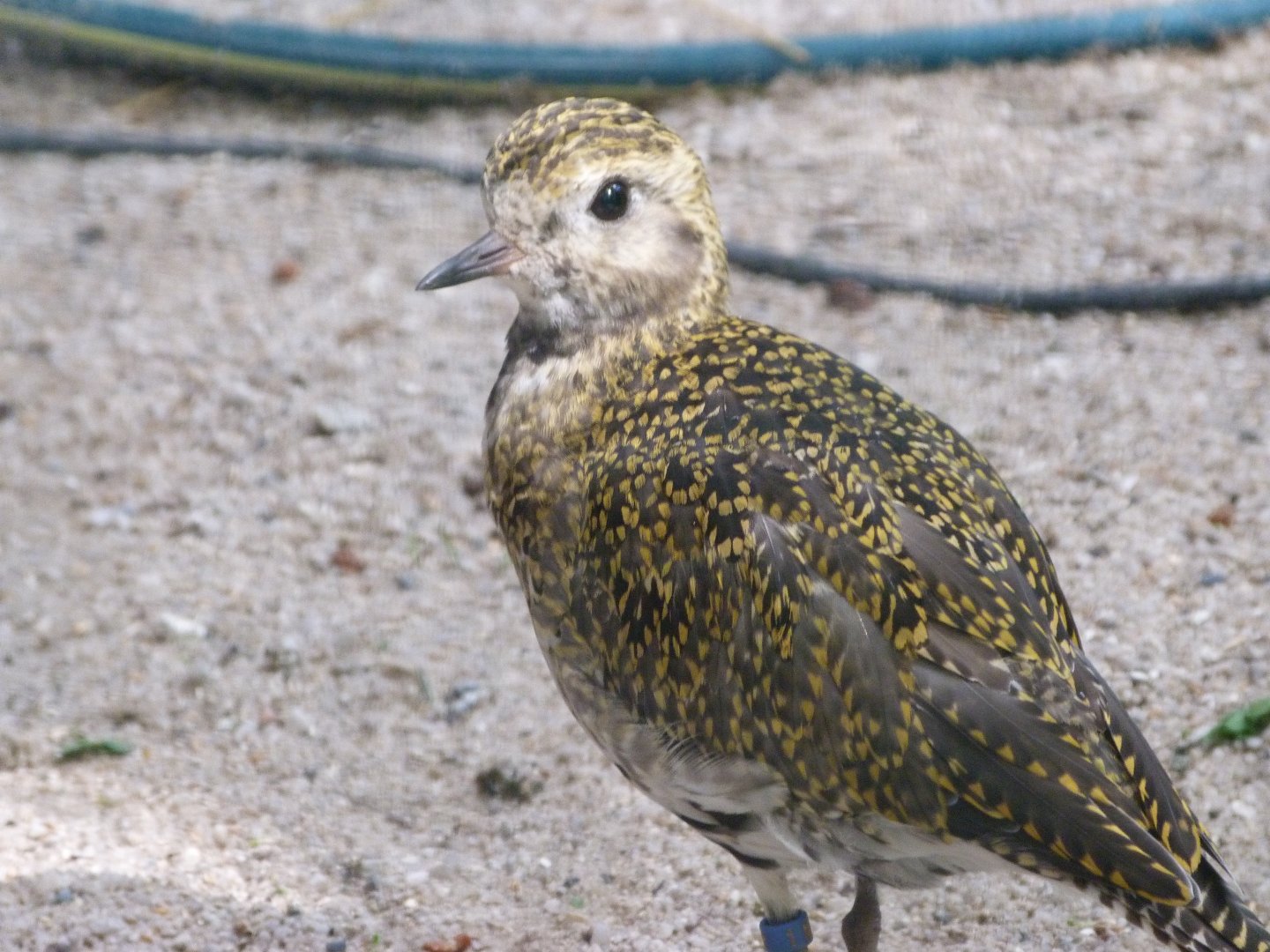 Eurasian golden plover -Zoo Plzeň (2025)