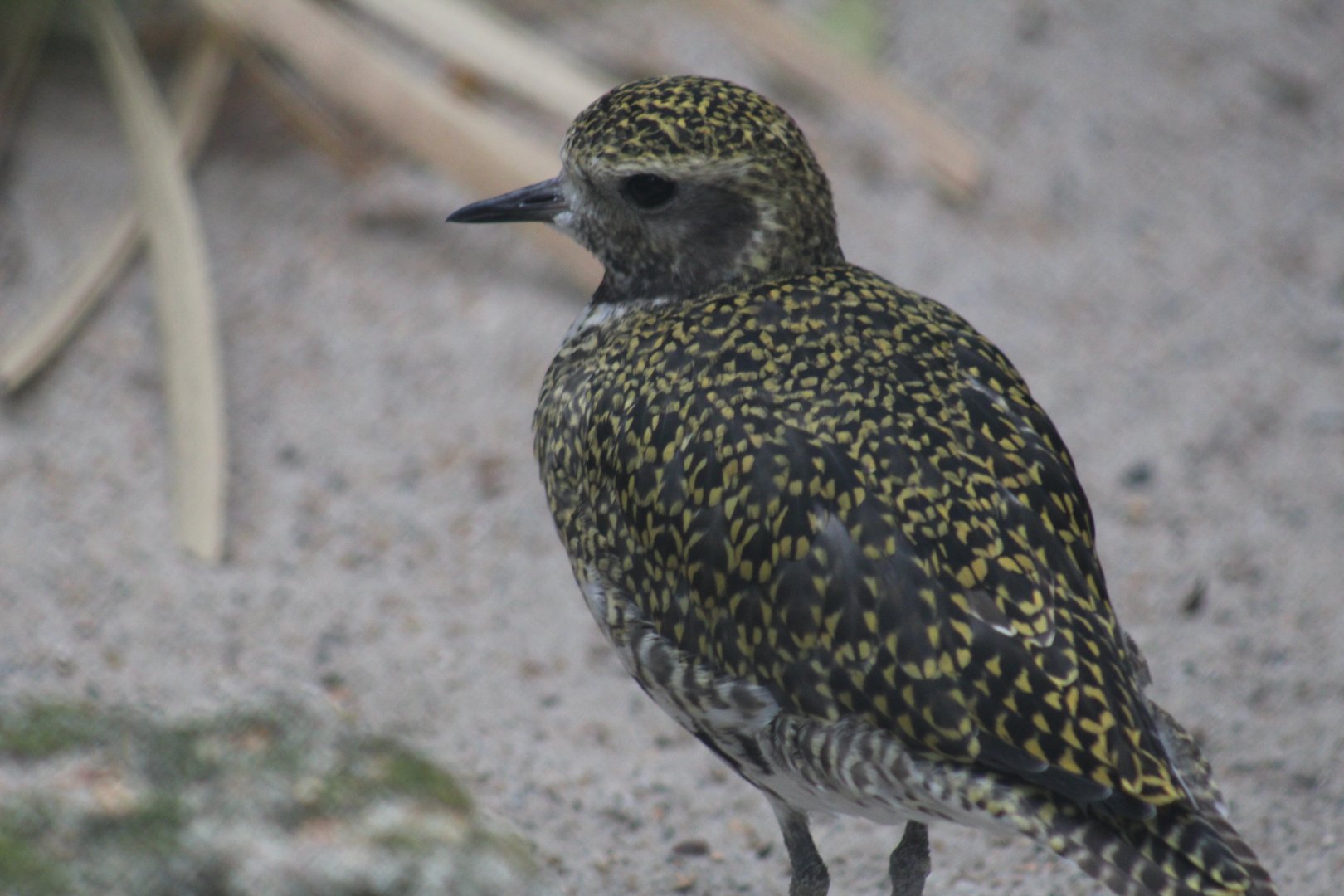 Eurasian Golden Plover
