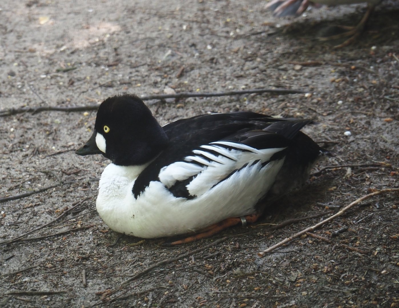 Eurasian goldeneye (Bucephala clangula clangula), 2024-05-21