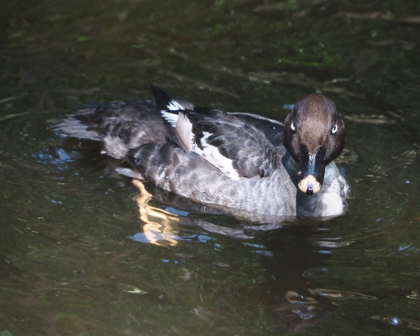 Eurasian goldeneye (Bucephala clangula clangula), 2024-05-21