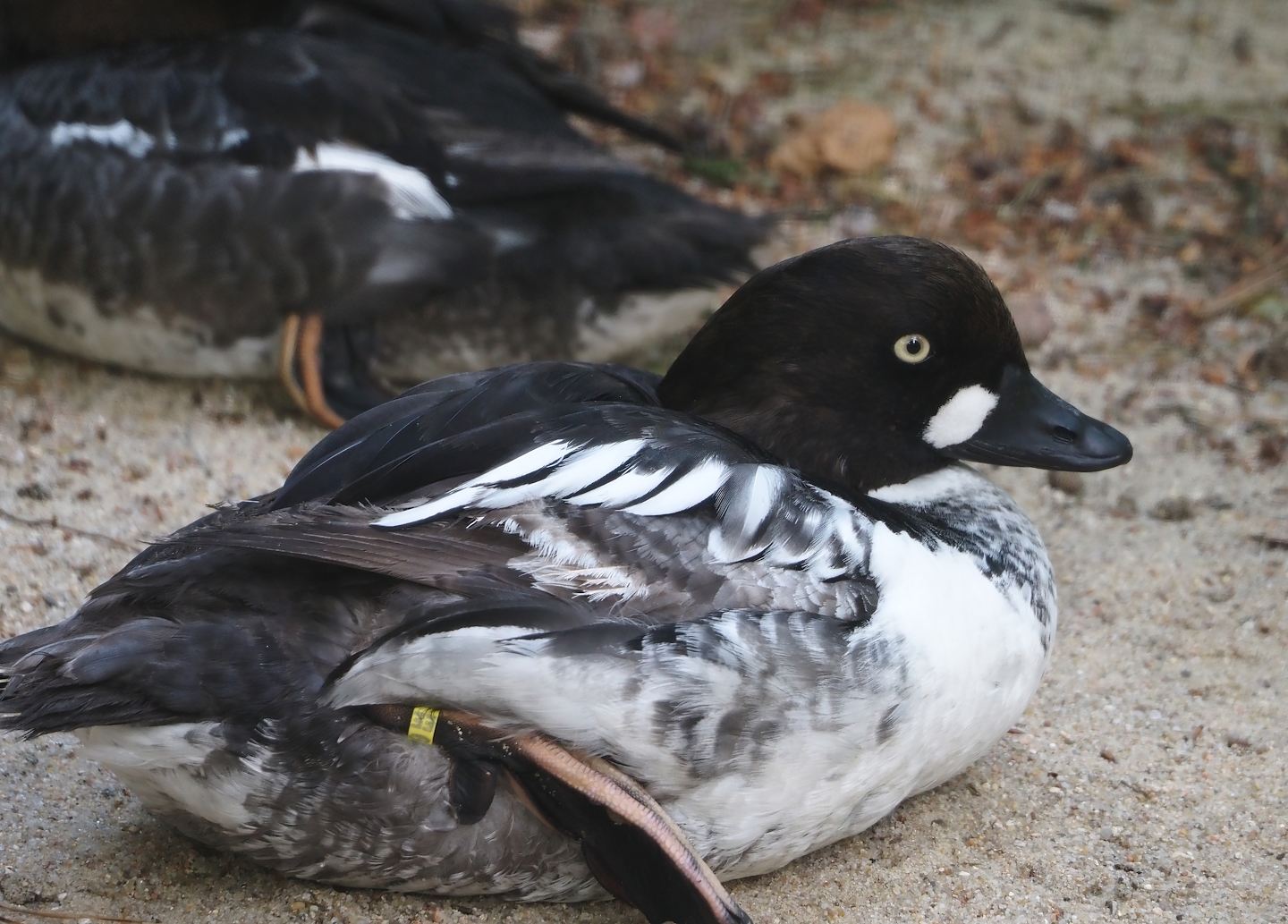 Eurasian goldeneye (Bucephala clangula clangula), 2024-05-21