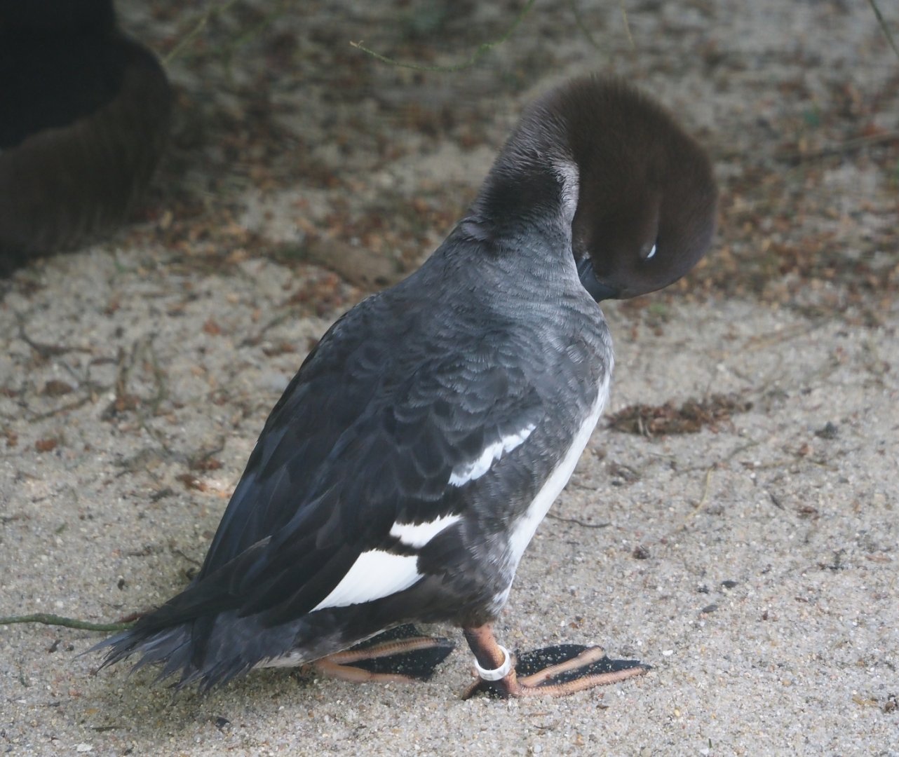 Eurasian goldeneye (Bucephala clangula clangula), 2024-05-21