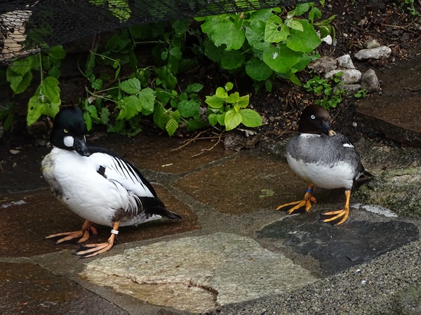 Eurasian goldeneye (Bucephala clangula clangula) male and female