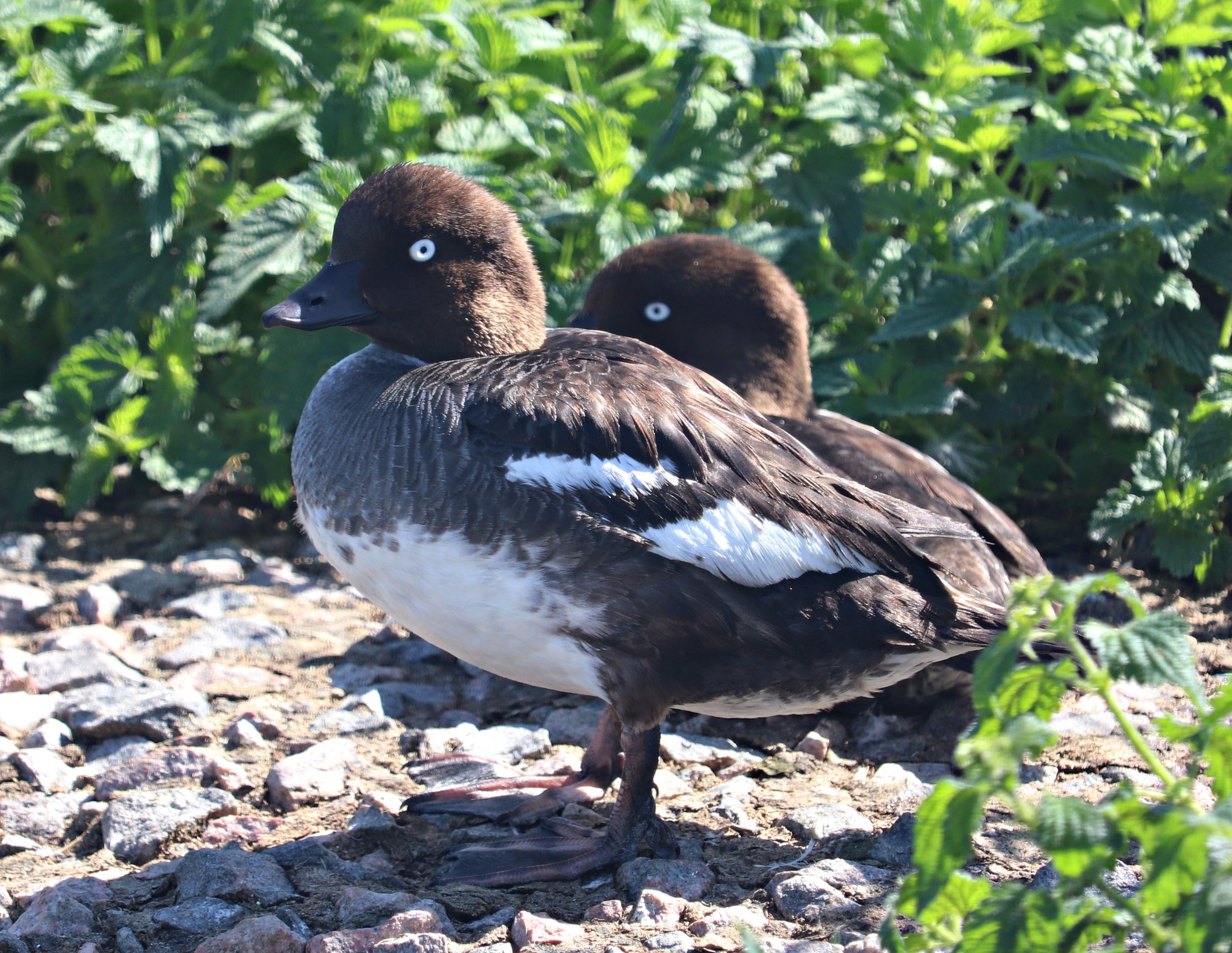 Eurasian goldeneye (Bucephala clangula clangula)