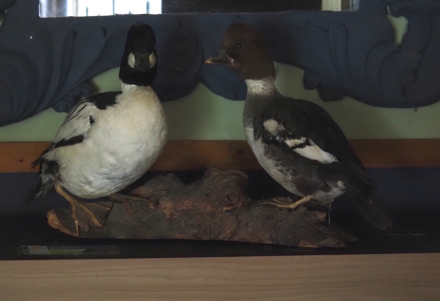 Eurasian goldeneye (Bucephala clangula) pair taxidermy specimens, 2024-05-11