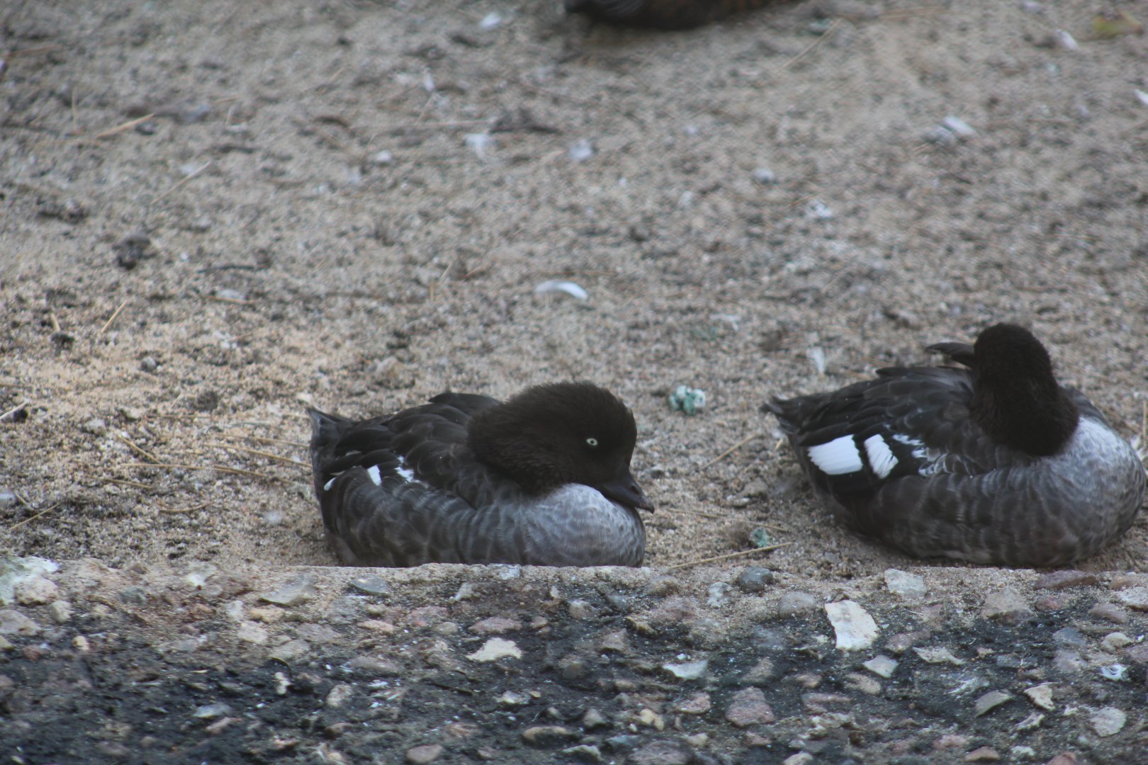 Eurasian Goldeneye