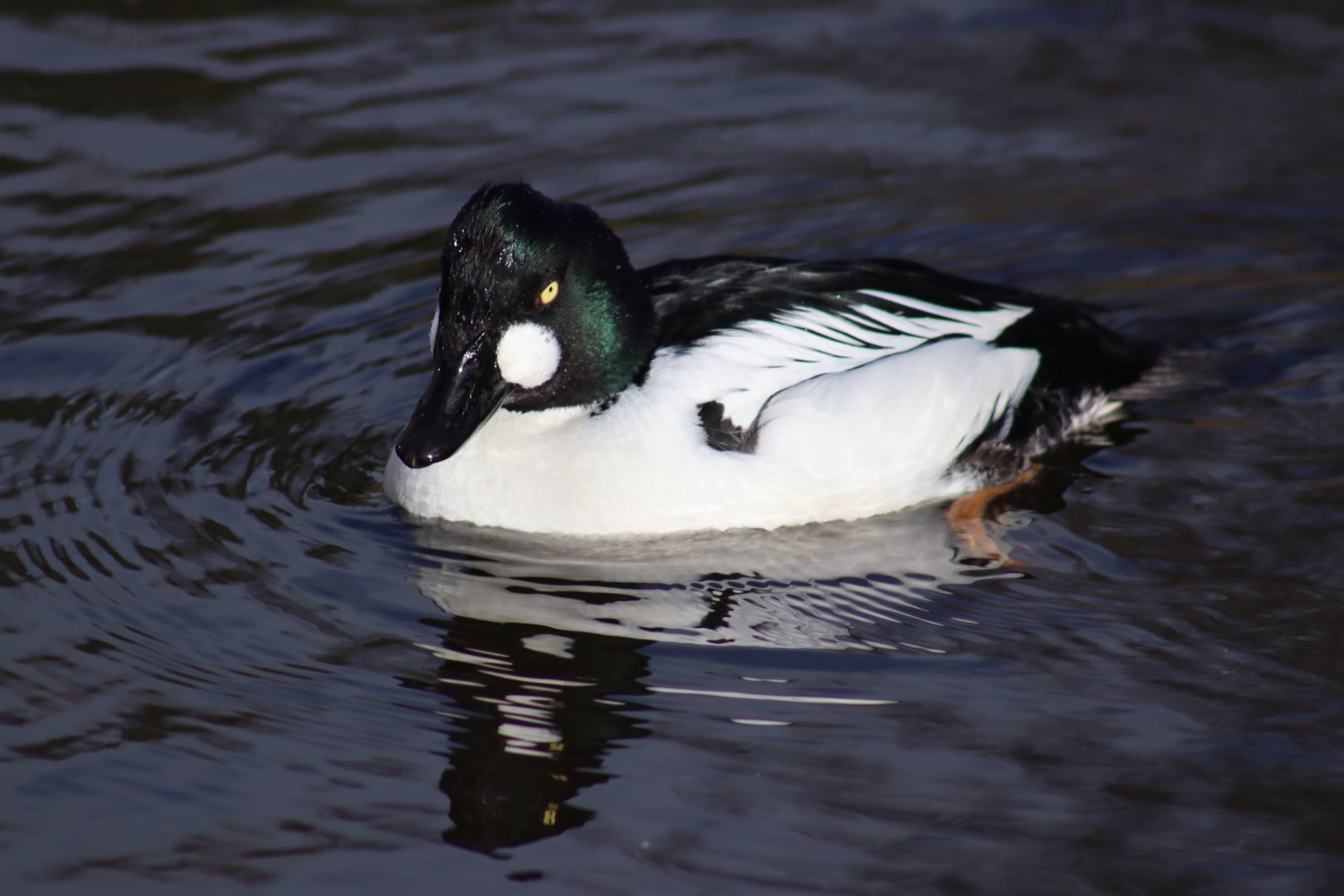 Eurasian Goldeneye