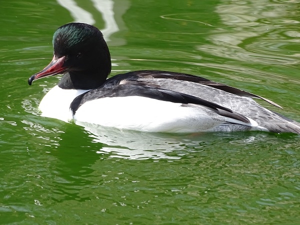 Eurasian goosander male (Mergus merganser merganser) (04/22)