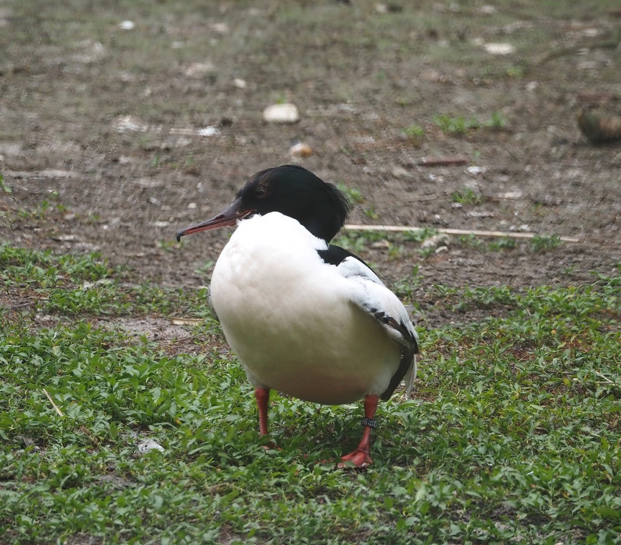 Eurasian goosander (Mergus merganser merganser), 2024-05-21