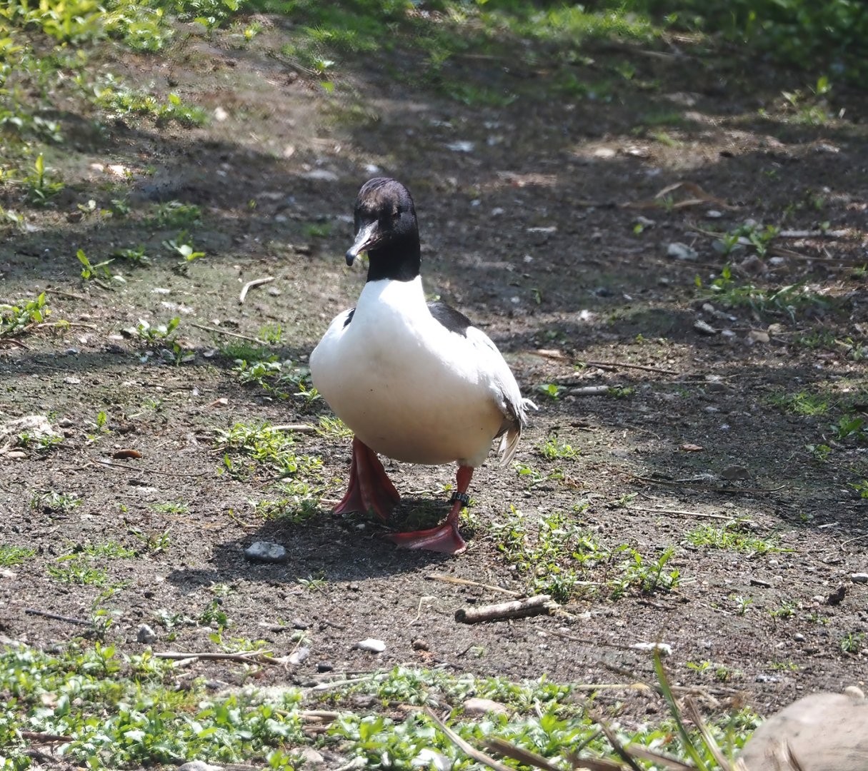Eurasian goosander (Mergus merganser merganser), 2024-05-23