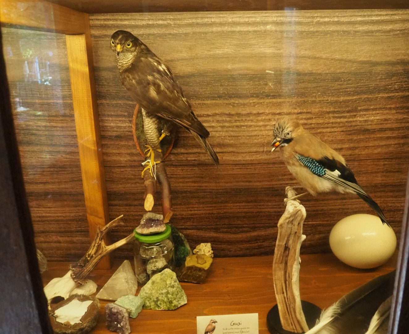 Eurasian goshawk and Eurasian jay taxidermies, 2023-09-24
