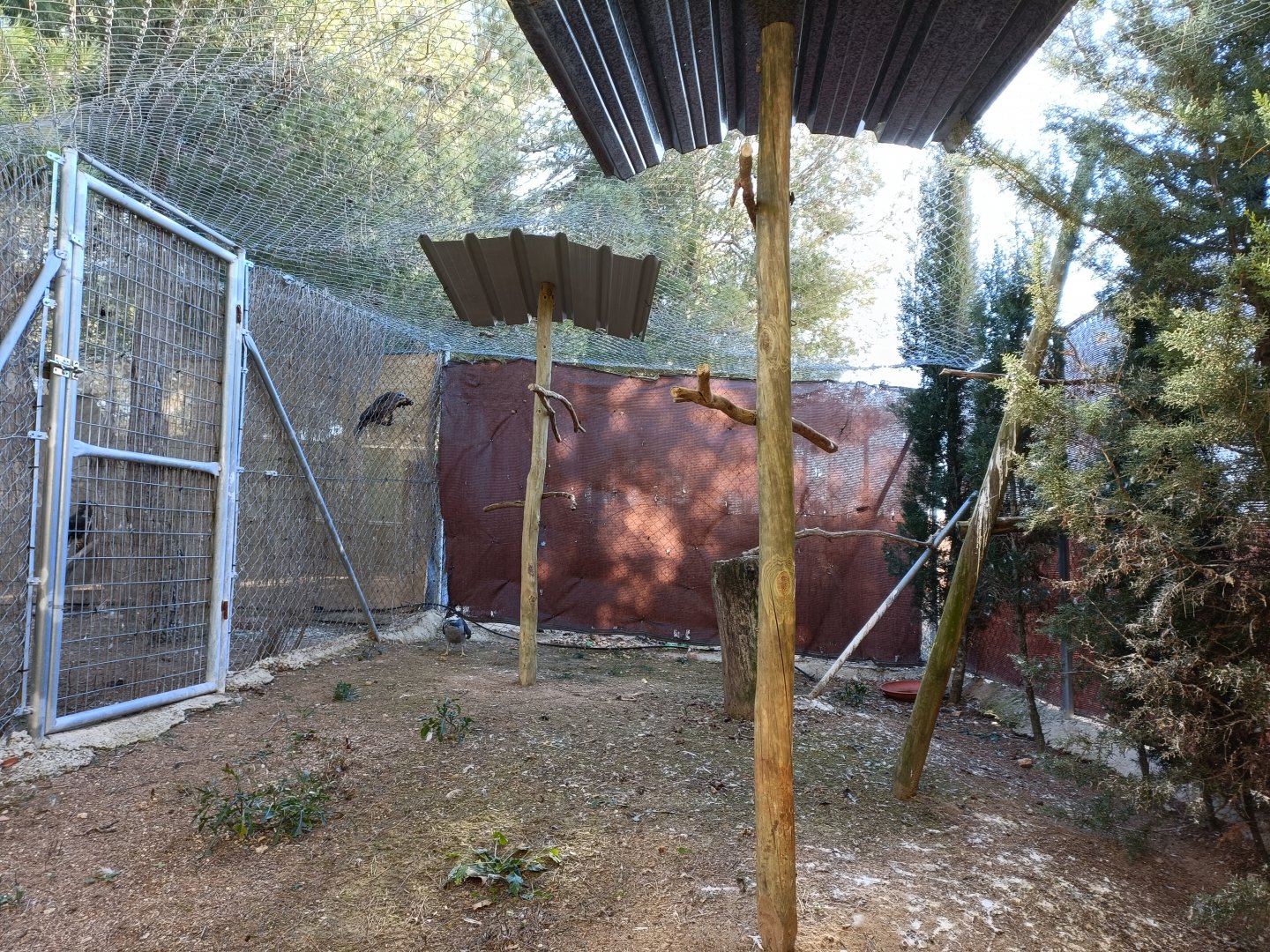 Eurasian goshawk exhibit - Bioparque La Rocha