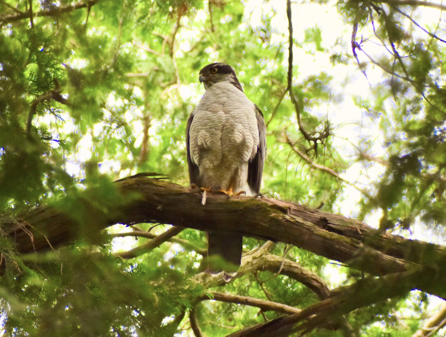 Eurasian Goshawk ~ Inokashira Park