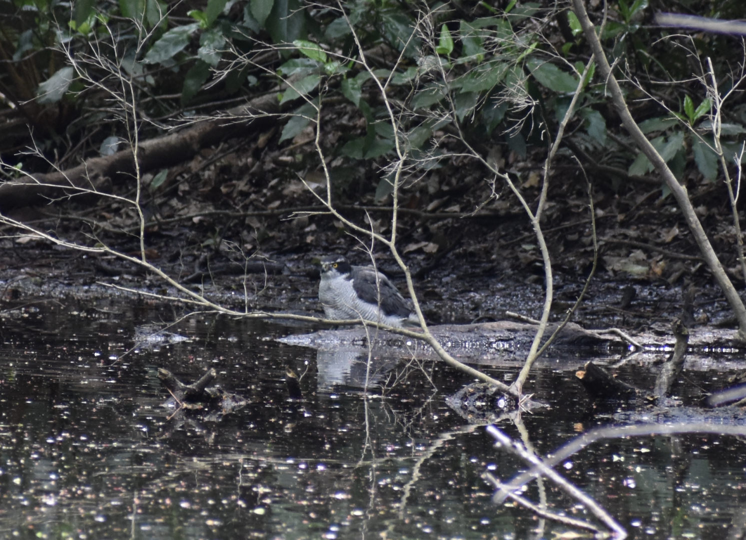 Eurasian Goshawk ~ Meguro Institute of Nature Study