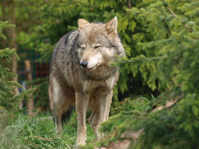 Eurasian gray wolf (May 2nd, 2015)