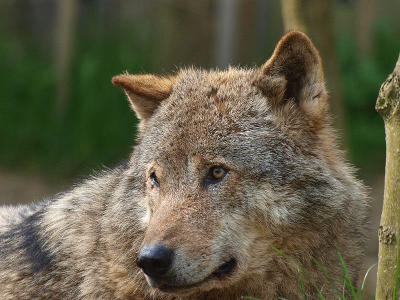 Eurasian gray wolf (May 2nd, 2015)