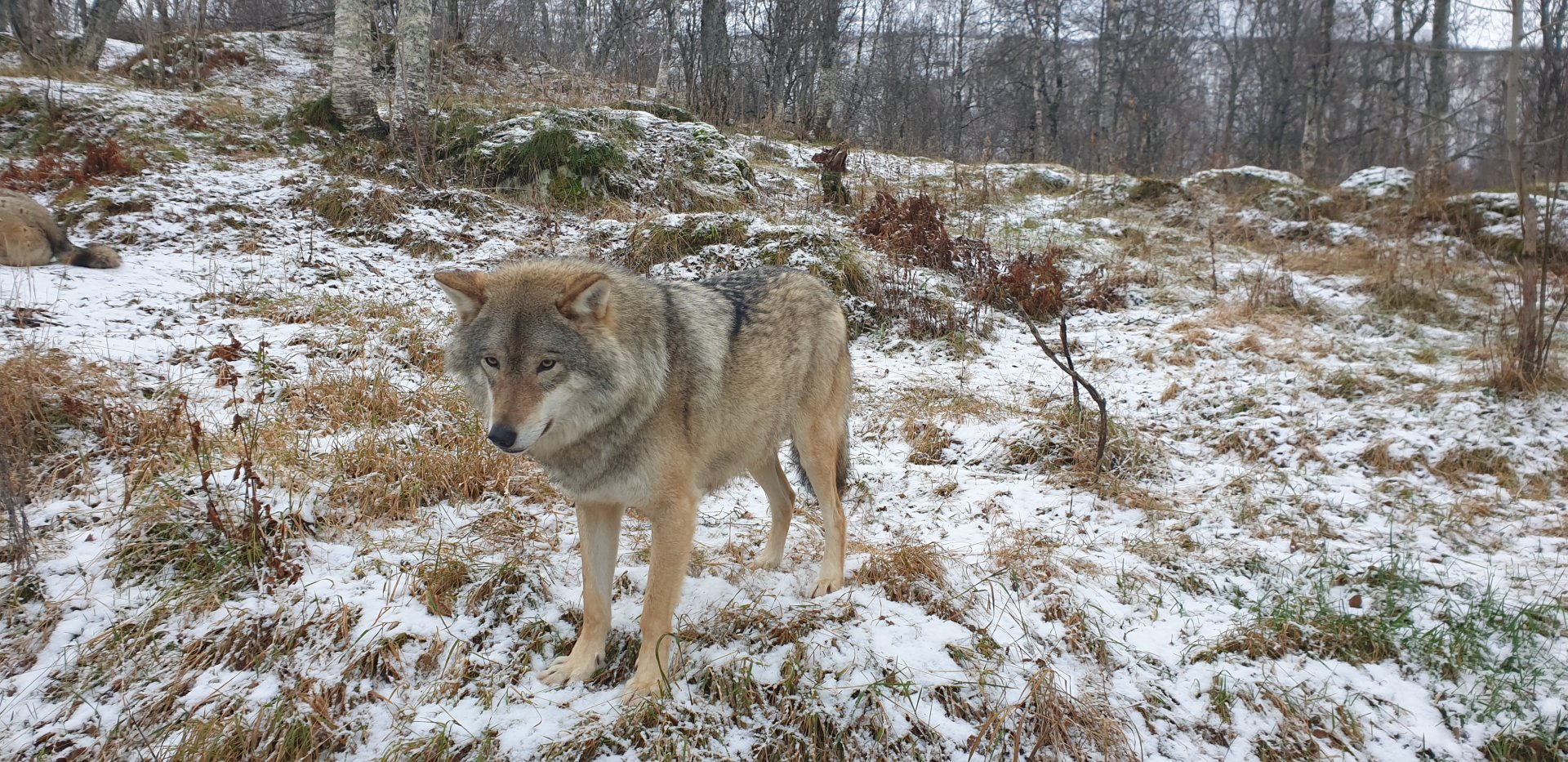 Eurasian Gray Wolf