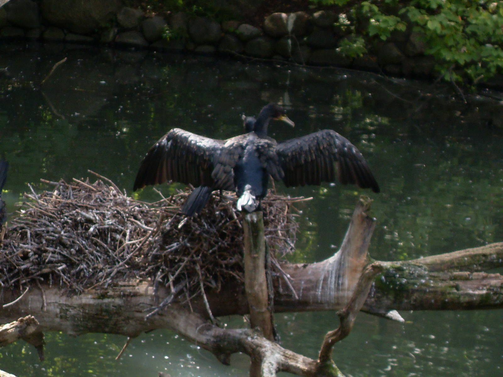 eurasian great cormorant 030910