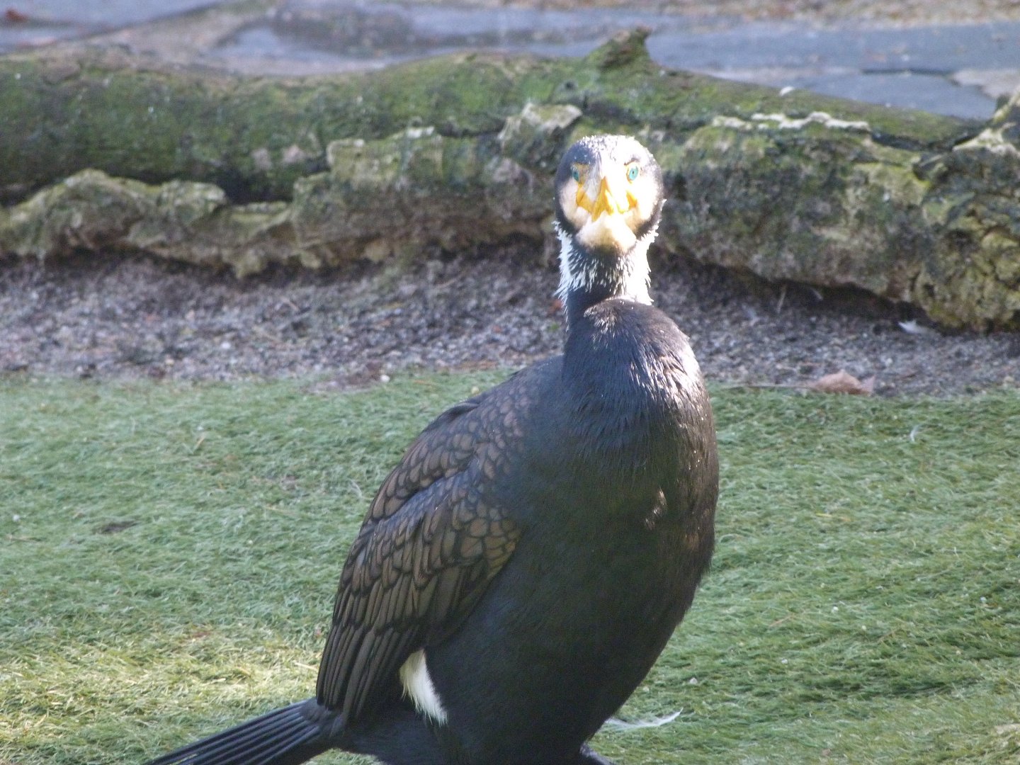 Eurasian great cormorant -Faunia (2025)