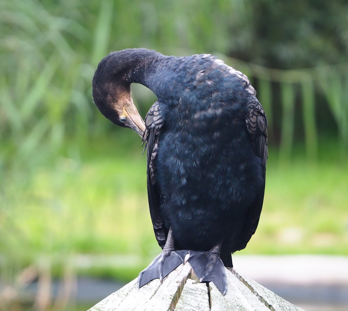 Eurasian great cormorant (Phalacrocorax carbo sinensis), 2023-08-17