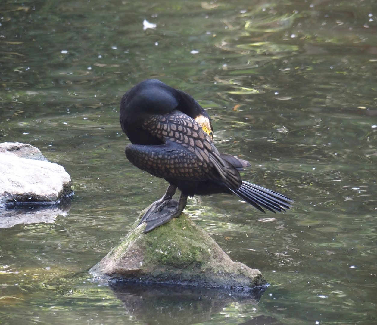 Eurasian great cormorant (Phalacrocorax carbo sinensis), 2024-06-30