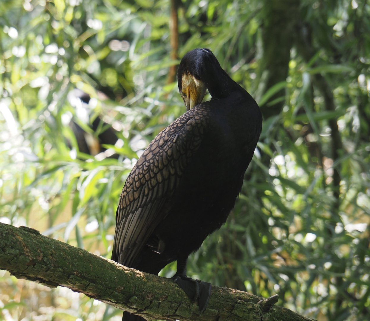 Eurasian great cormorant (Phalacrocorax carbo sinensis), 2024-06-30
