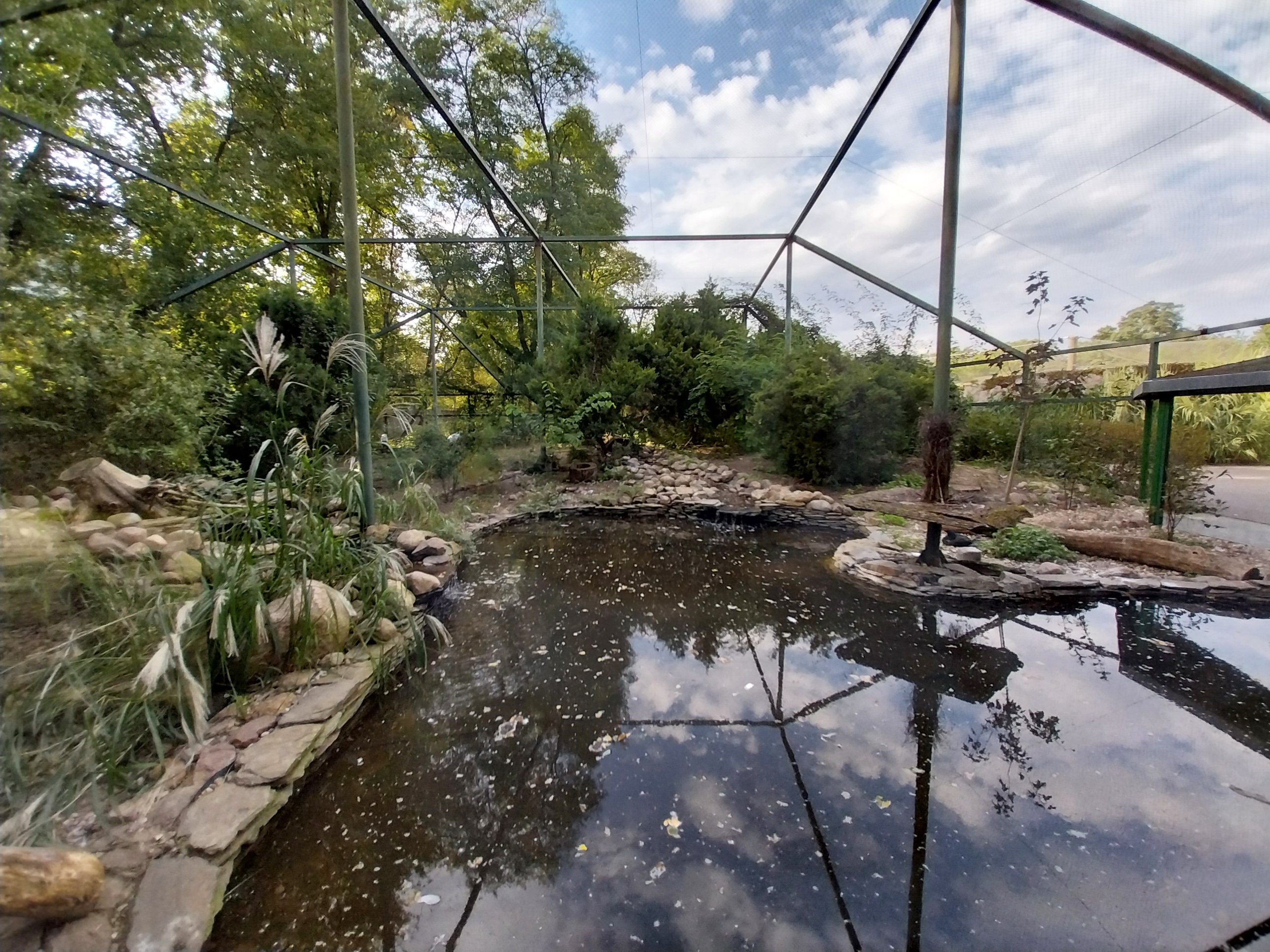 Eurasian Great Cormorant (Phalacrocorax carbo sinensis) and Red-crowned Crane (Grus japonensis)
