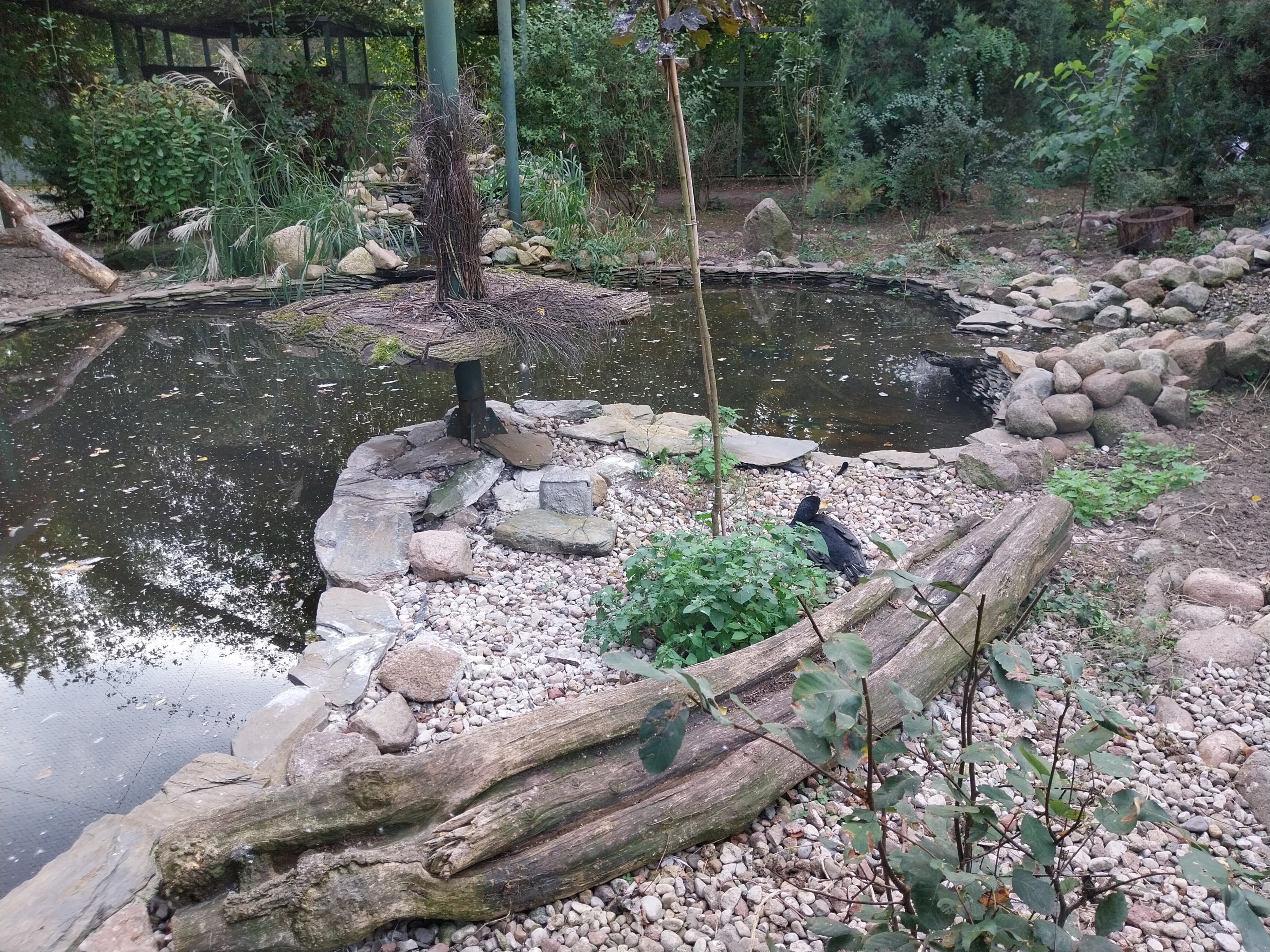 Eurasian Great Cormorant (Phalacrocorax carbo sinensis) and Red-crowned Crane (Grus japonensis)