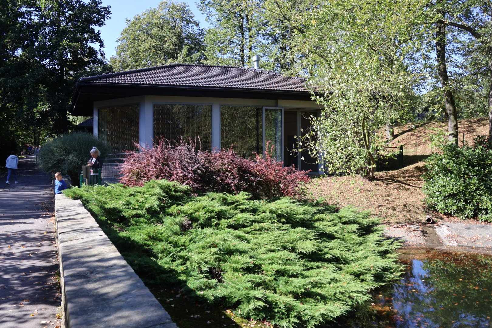 Eurasian Great Cormorant (Phalacrocorax carbo sinensis) building